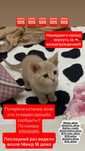 Потеряли котенка