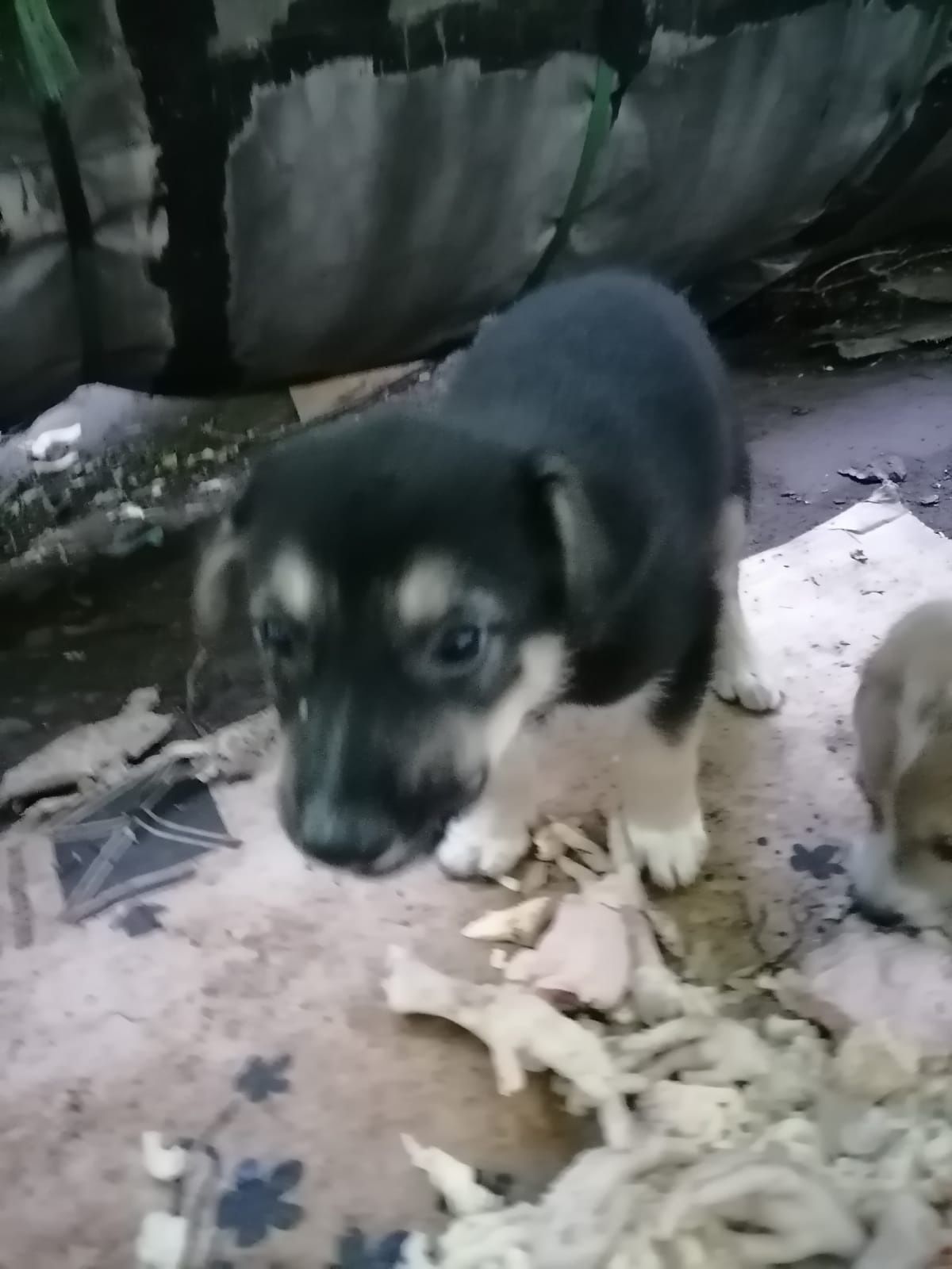 Щенки в добрые руки