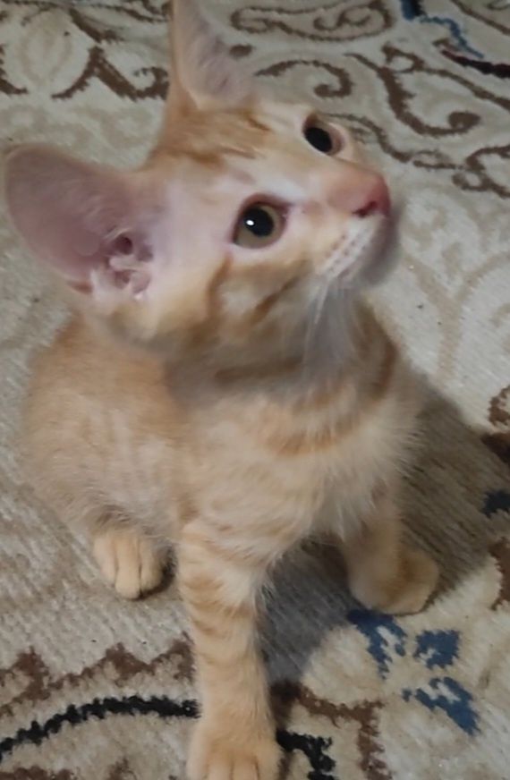 Котёнок  мальчик