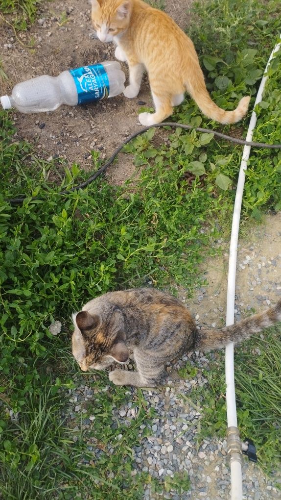 Отдам котят в добрые руки