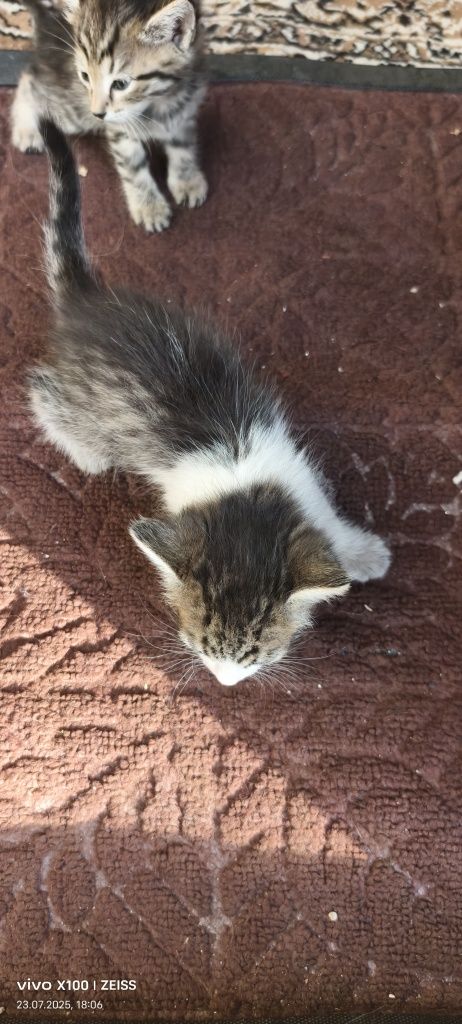 Котята бесплатно