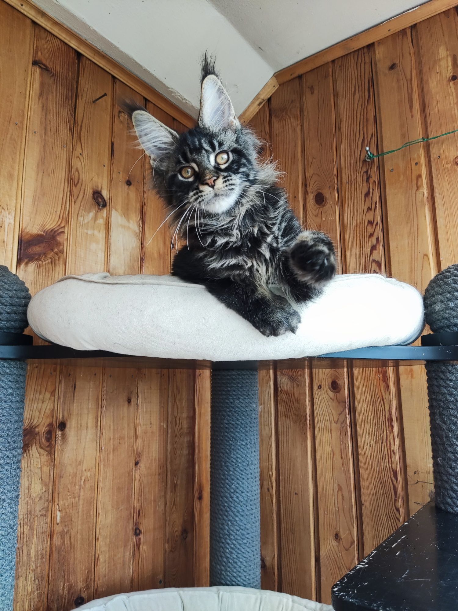 Котенок Мейн кун