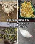 Куры, утки , гуси, бройлер