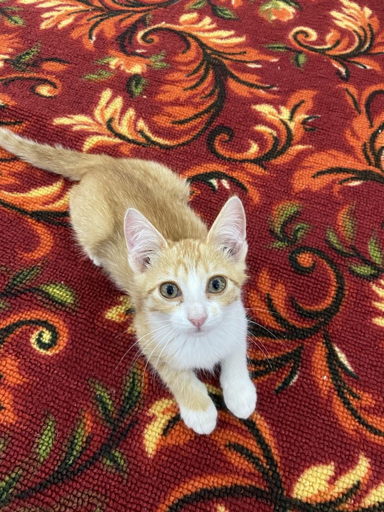 Бесплатно котенок и кошечка