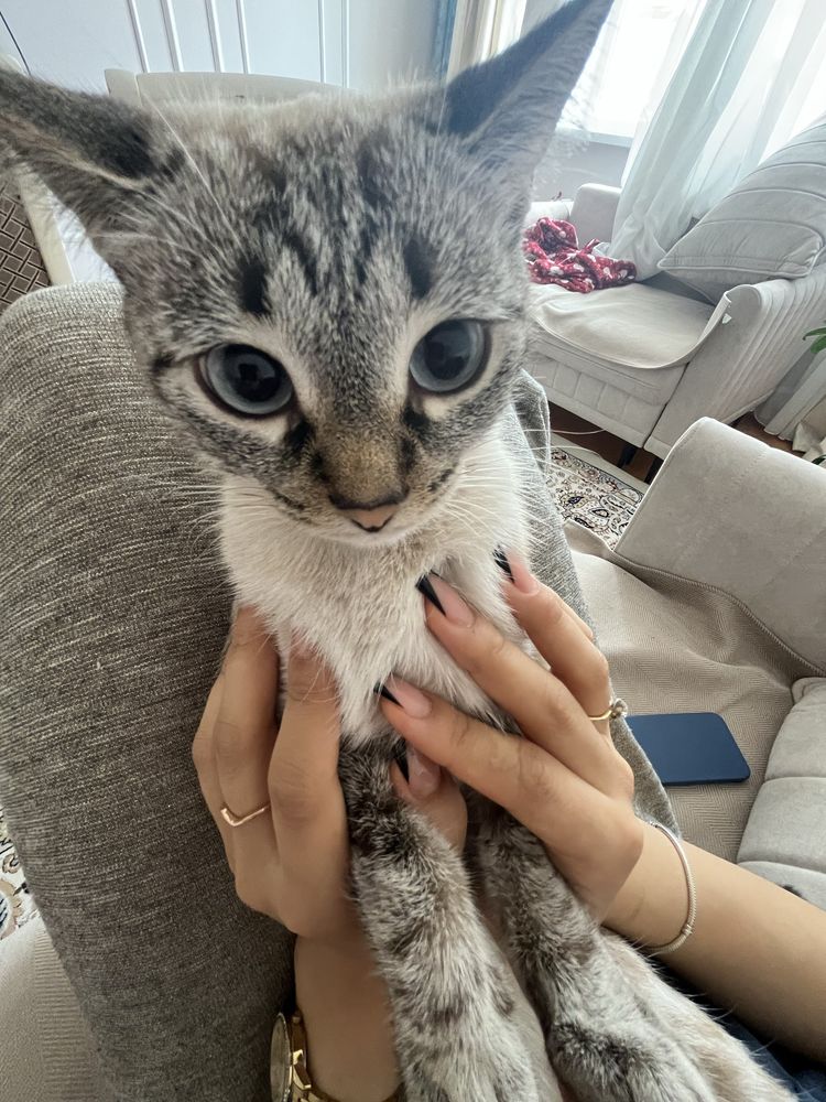 Кошка окраска Табби