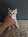 Отдам кошку в хорошие руки,ходит в лоток,игрунья