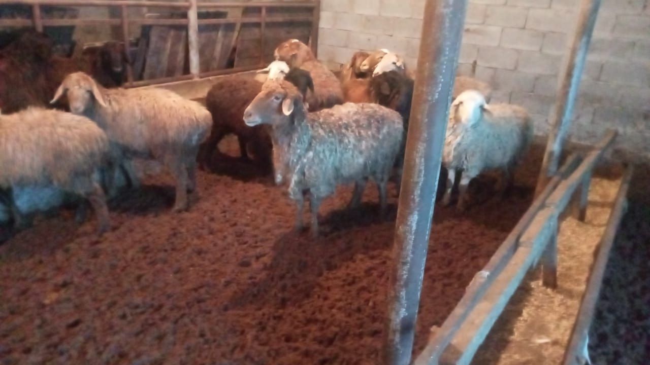 Қой сатылады. Продам баран.