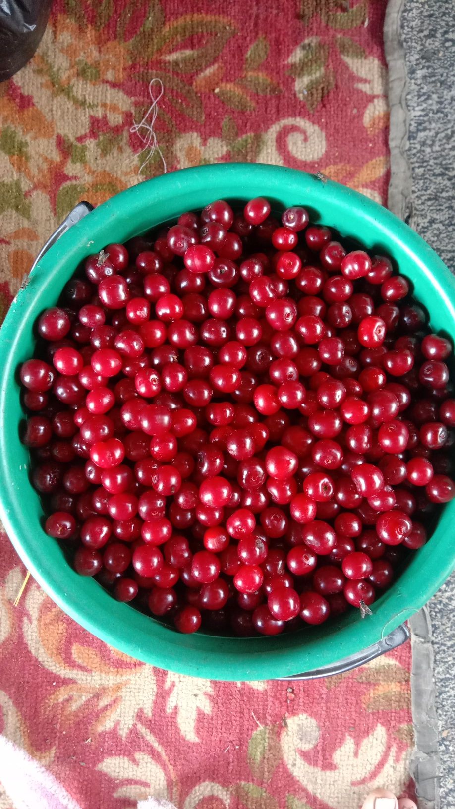 Продам ягоду вишня