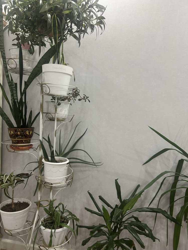 Продам комнатные цветы ,разные