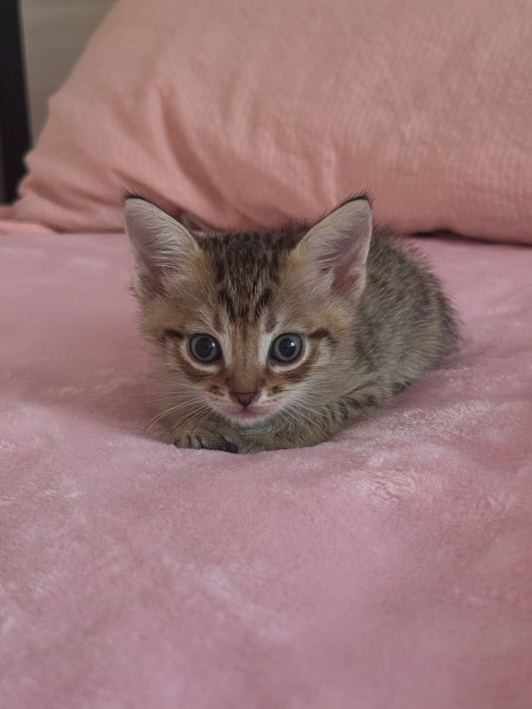 котята 6 - 500тг
