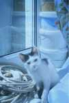 Очаровательные котята в добрые руки котёнек (мальчик)