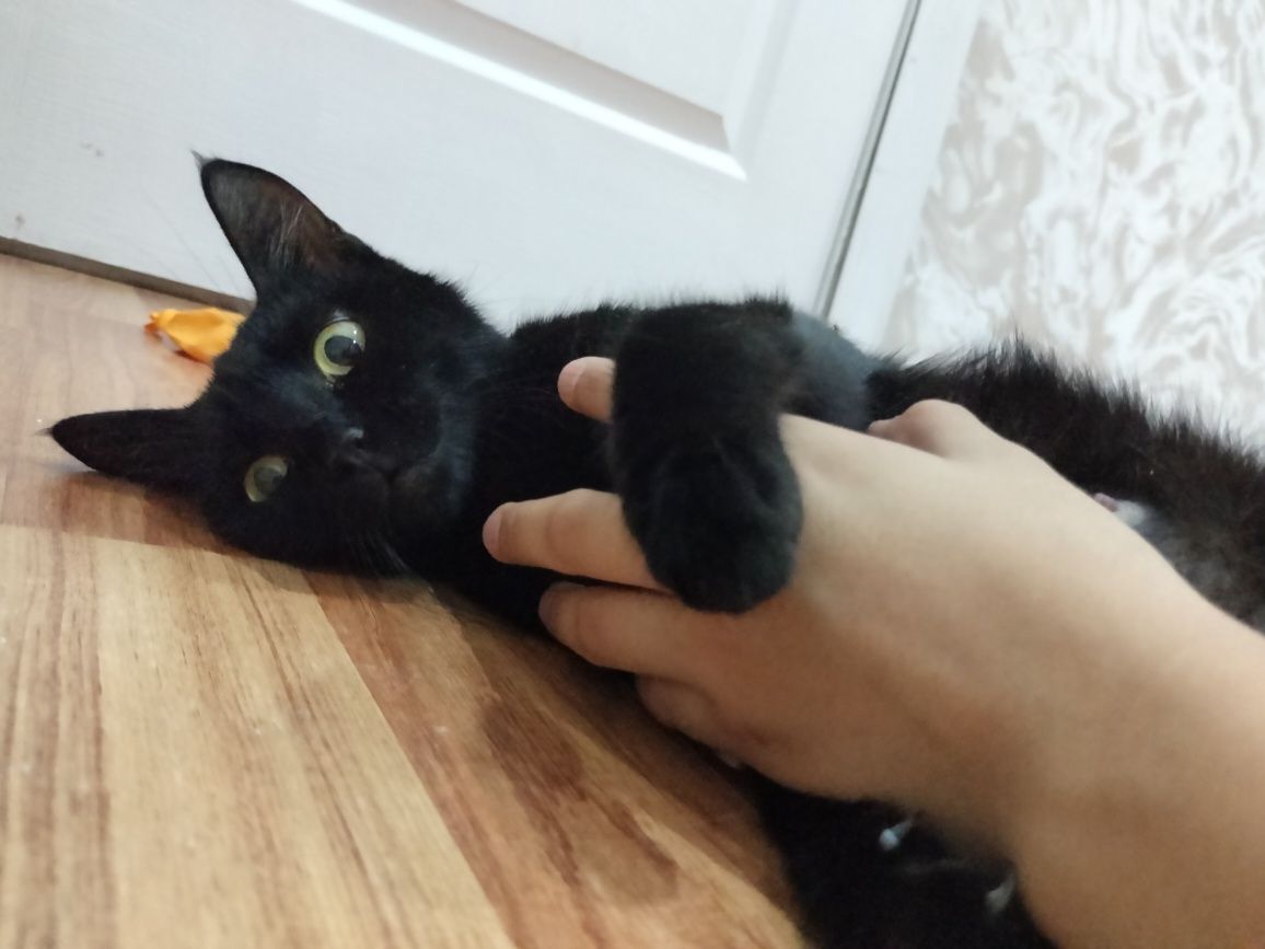 Отдаю бесплатно в хорошие руки вислоухого котенка и взрослую кошку
