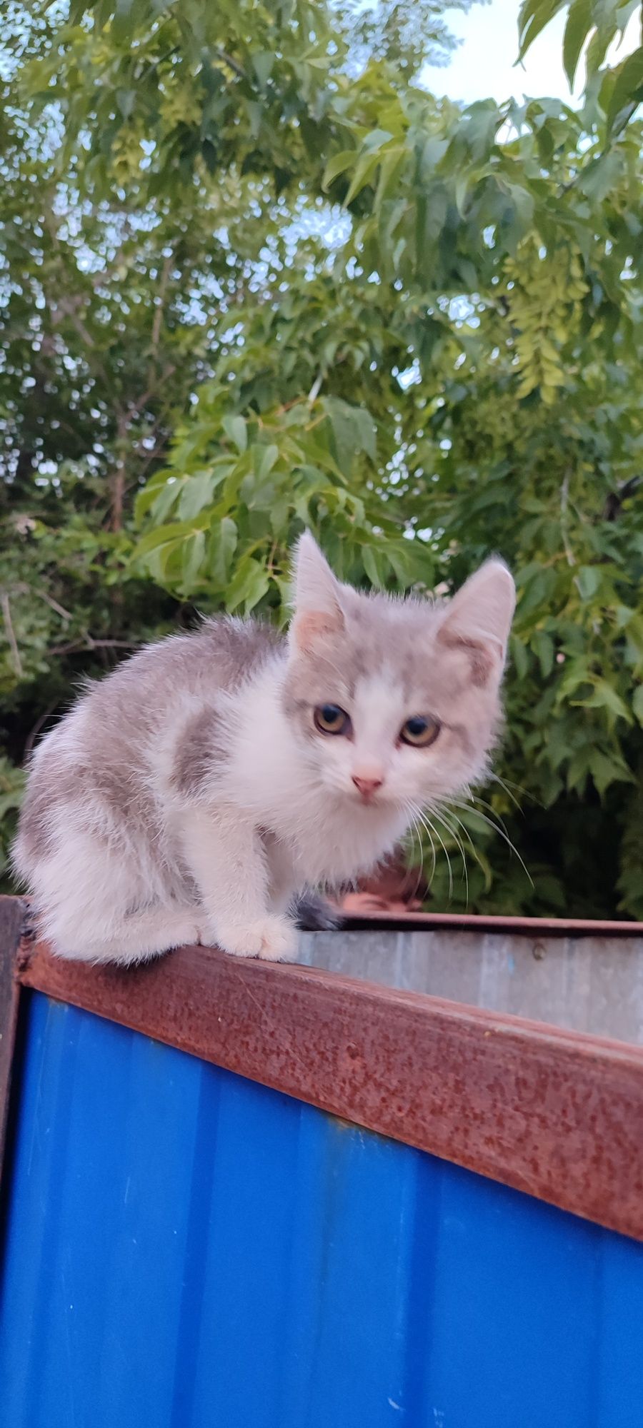 Отдам в добрые руки ласковую кошечку!