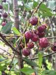Продам вишню крупную свежую спелую