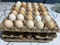 Продам домашнее яйцо
