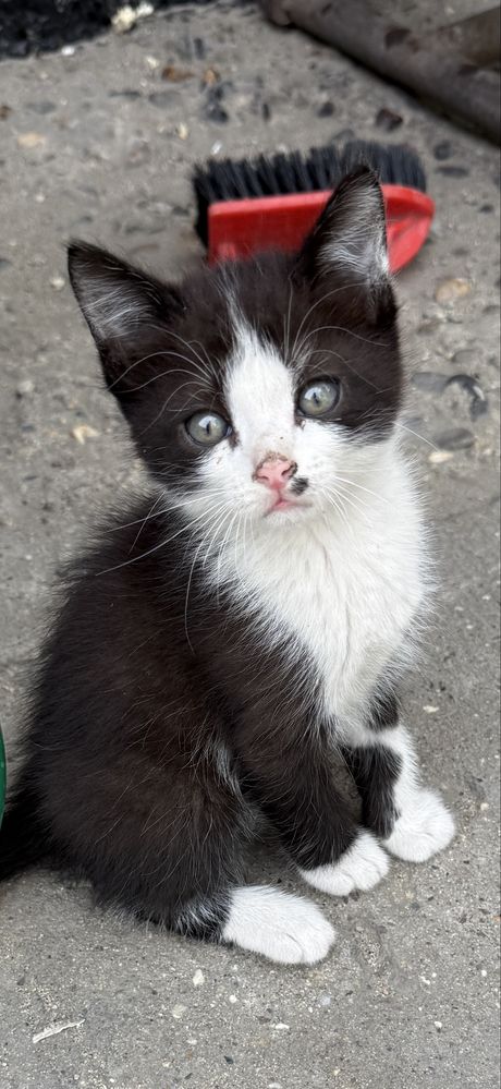 Красивые котята  ищут дом