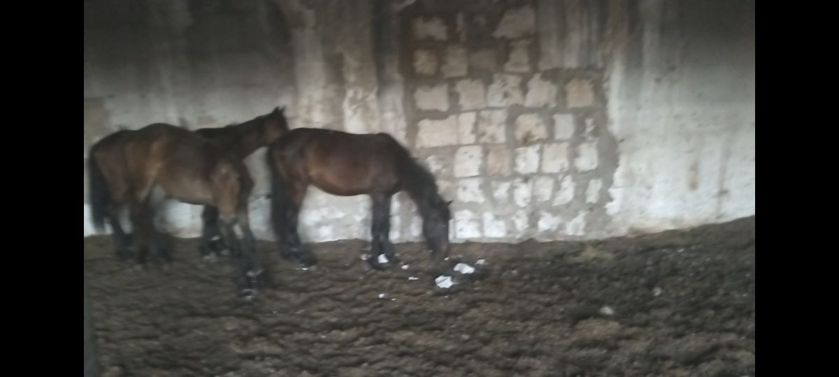 Продам 3 головы тай 1.5 года