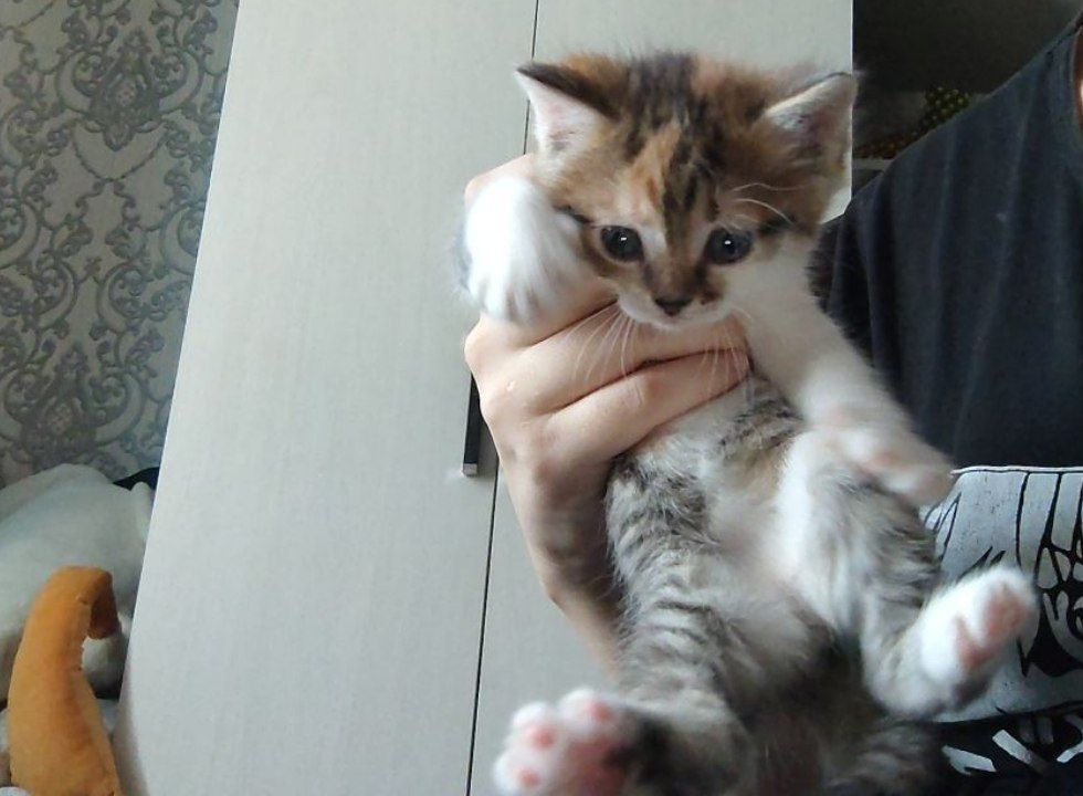 Ищу котятам хозяев и новый дом