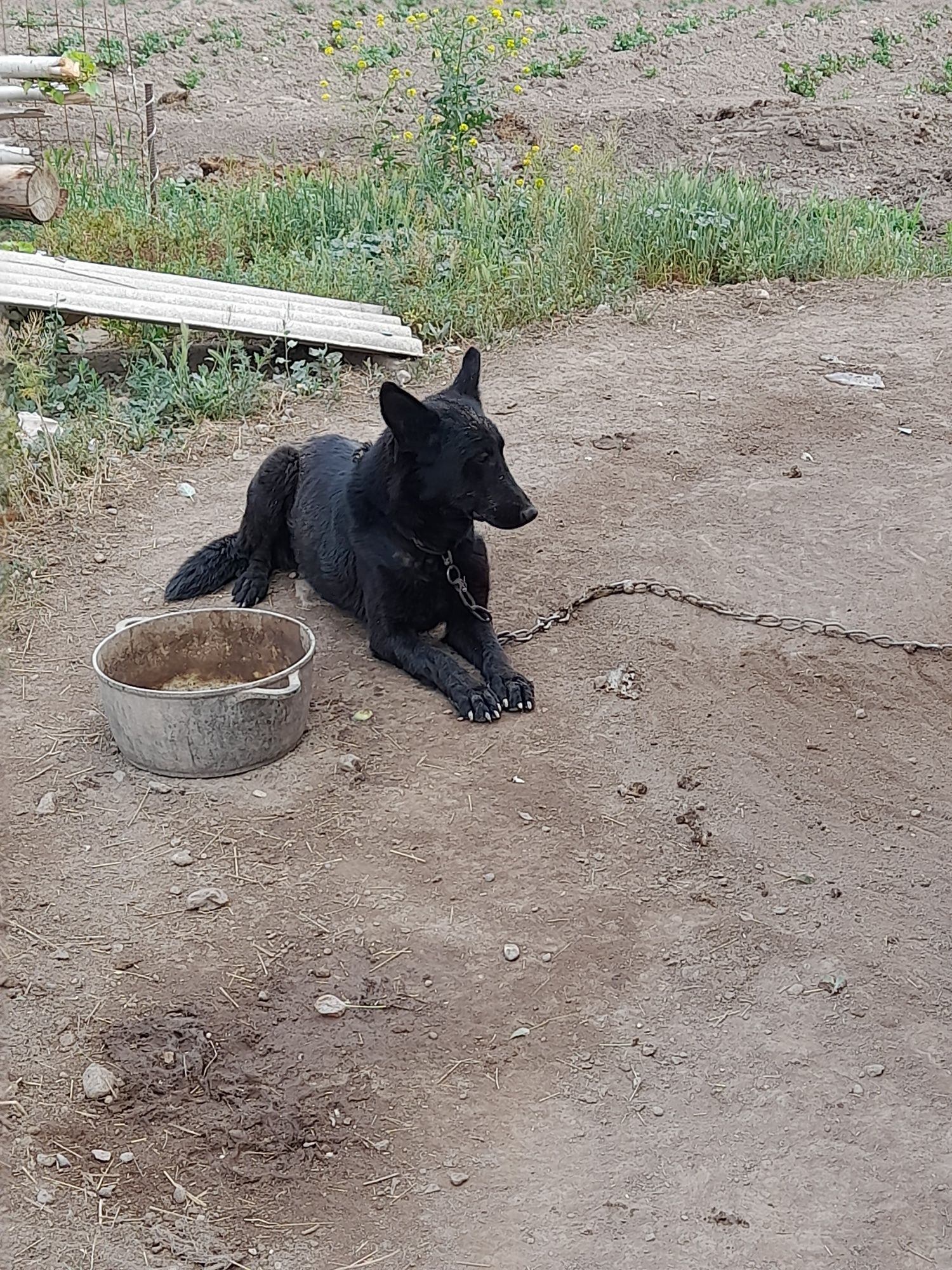 Немецкий овчарка