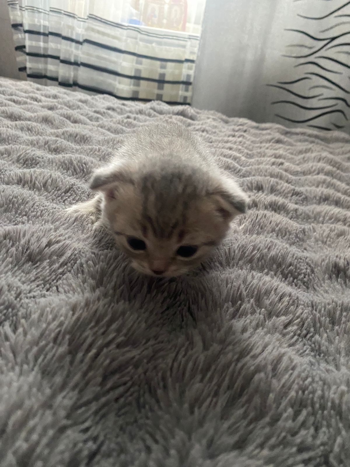 Котик ищет невесту,спаривание,вязка