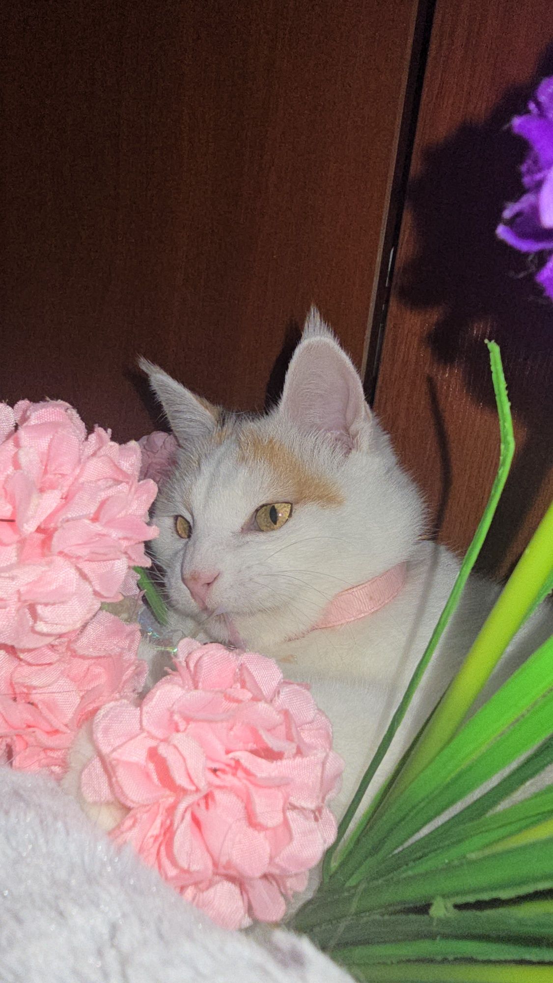 В любящие руки, кошка Снежана