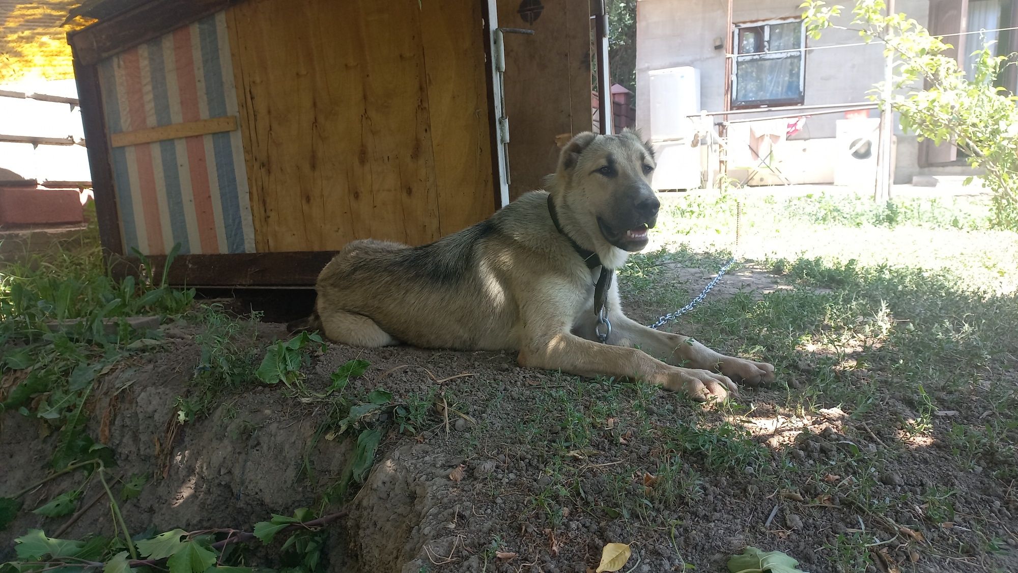 Алабай -азиат девочка полгода