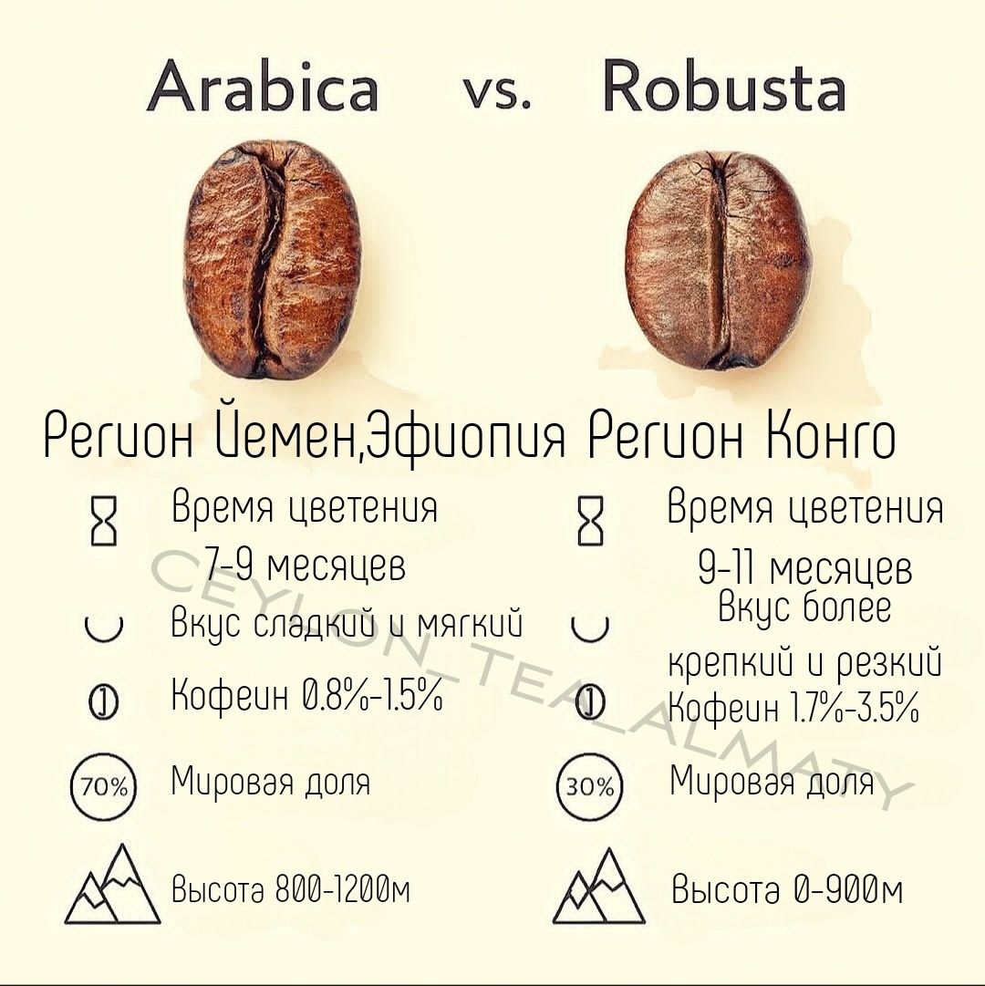 Coffee King Португальское Кофе Зернах Обжарены Дубай Премиум