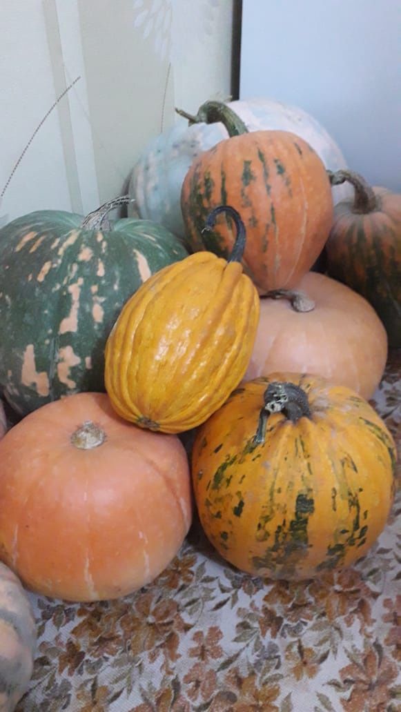 Продам тыква сладкая 300 тенге 1 кг.