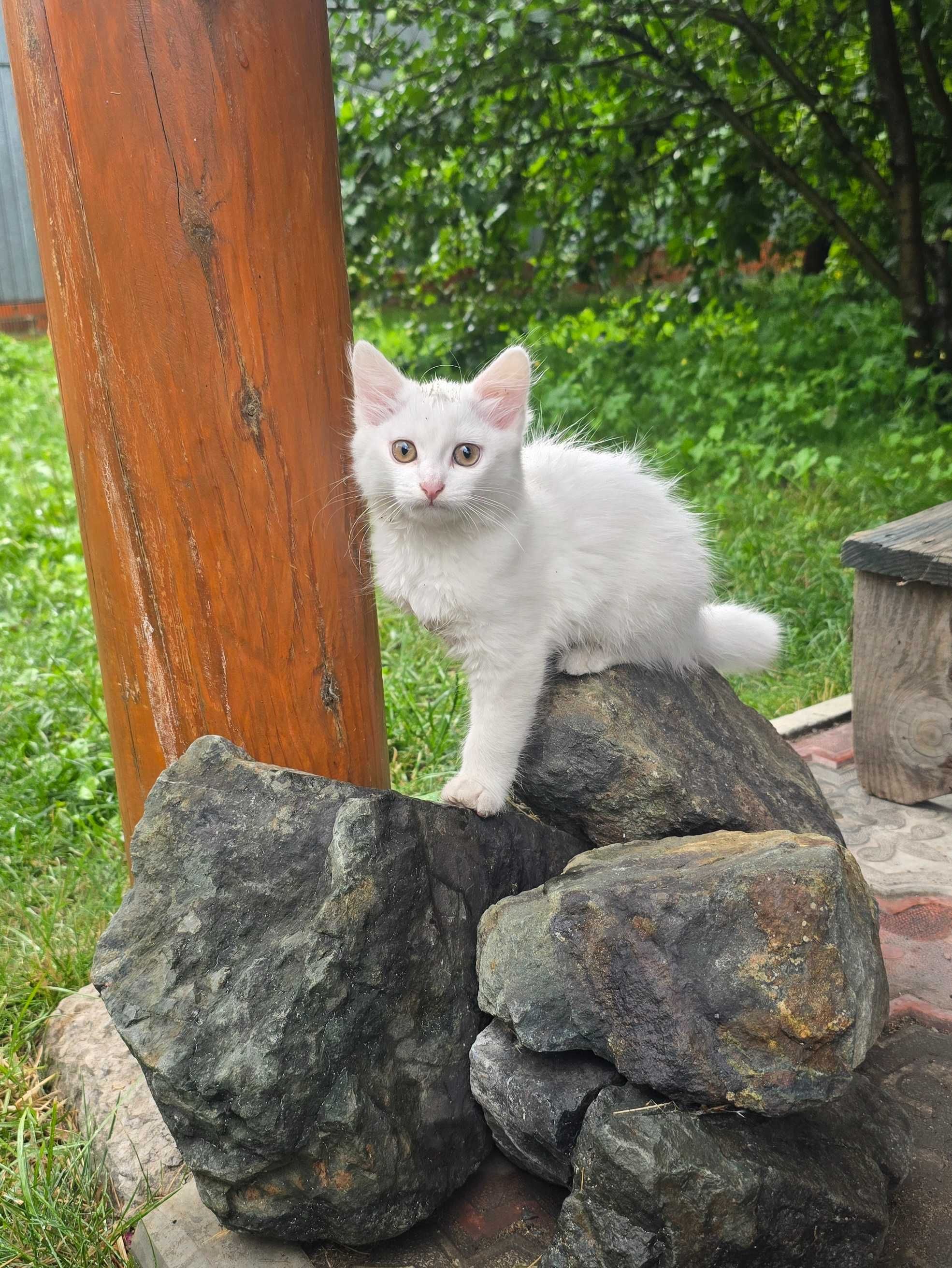 Отдам котенка даром