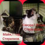 Кошки в добрые руки