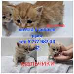 Котята в добрые руки