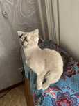 Котенок шотланка
