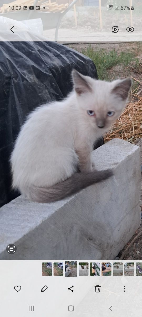 Отдаём котят в добрые руки!