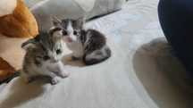 Отдам котяток мальчика и девочку