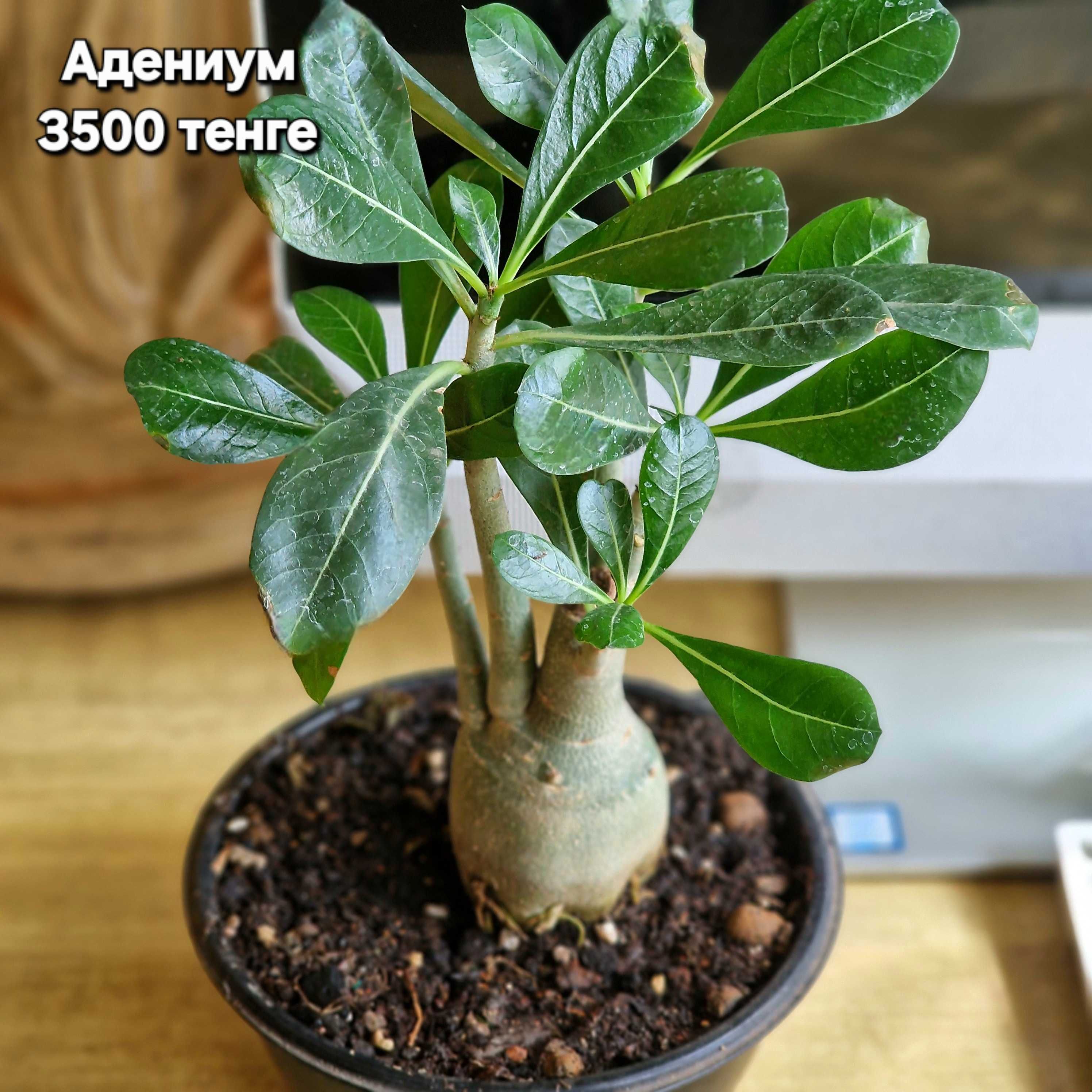 Сансевиерии, кактусы, адениум, каланхоэ, алоэ вера, эуфорбия, бонсай