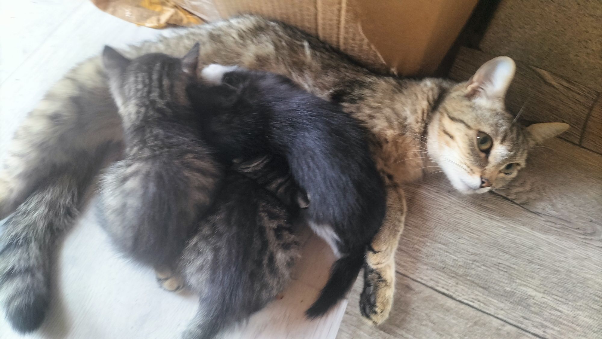 отдам даром котят и кошку