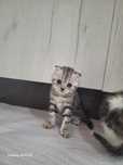Шотланский котёнок