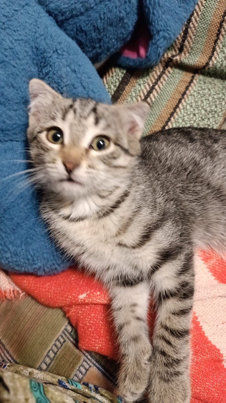 Котята девочка и мальчик