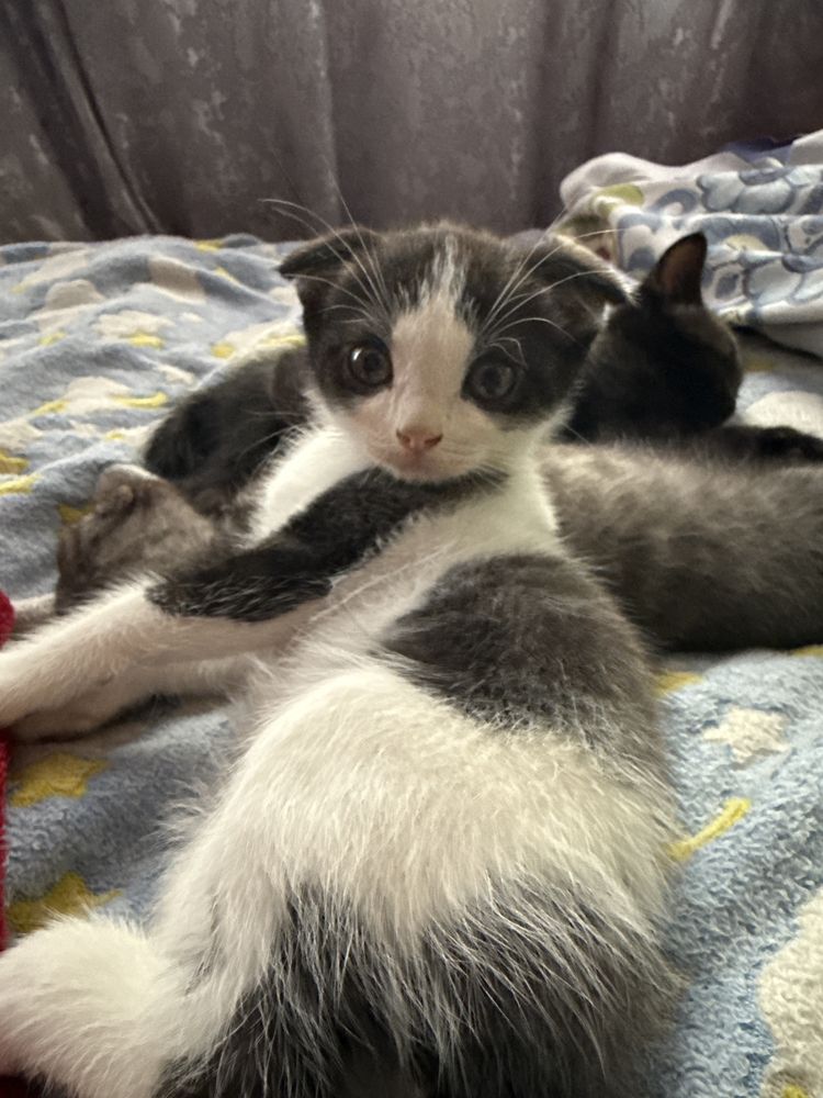 Отдам котят 1,5 месяца.