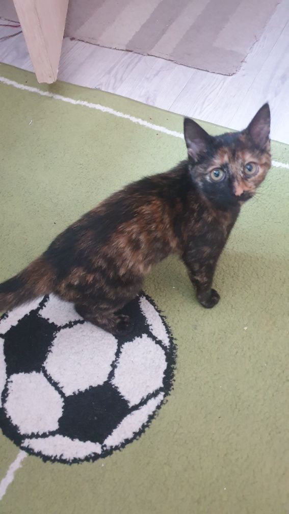 Кошка котенок мысық БЕСПЛАТНО