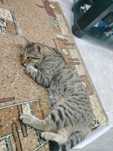 Отдам кота в добрые руки