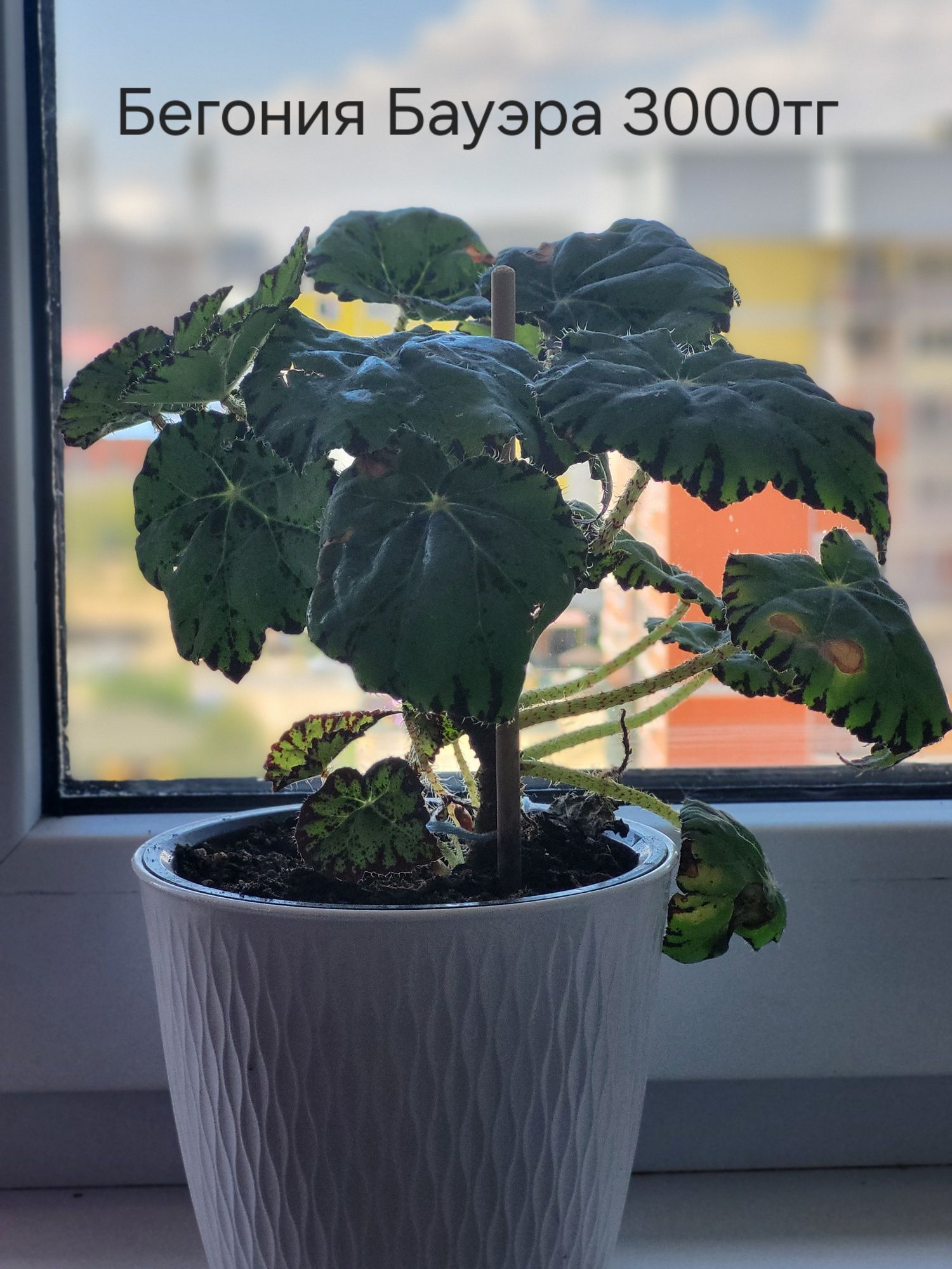 Продам цветы,все разные