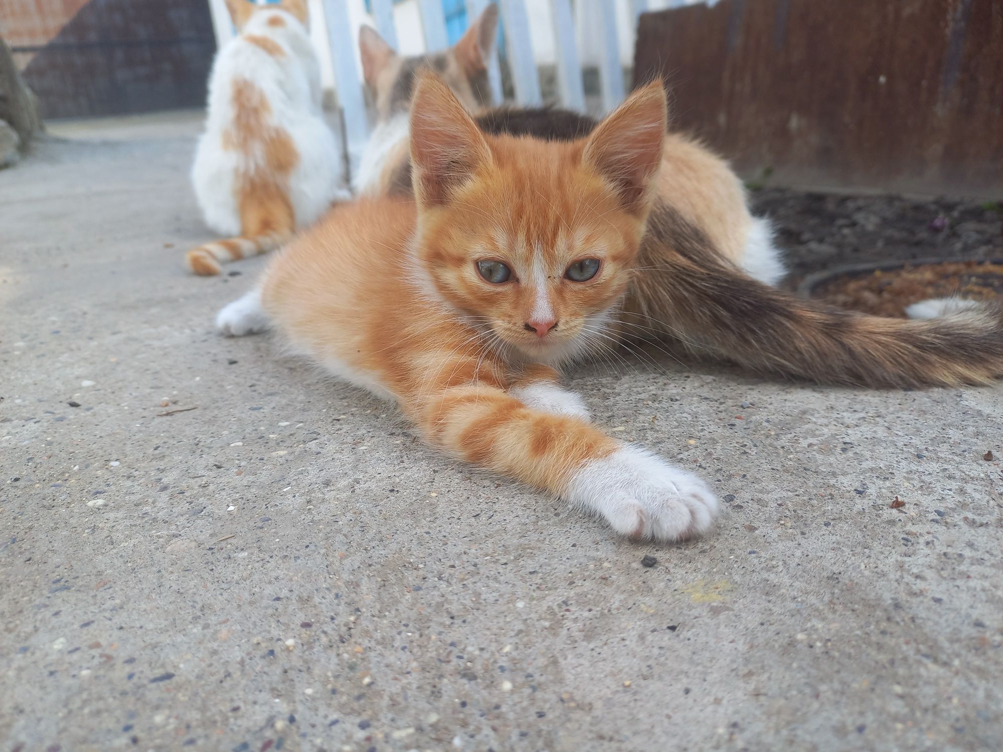 Котята в добрые руки