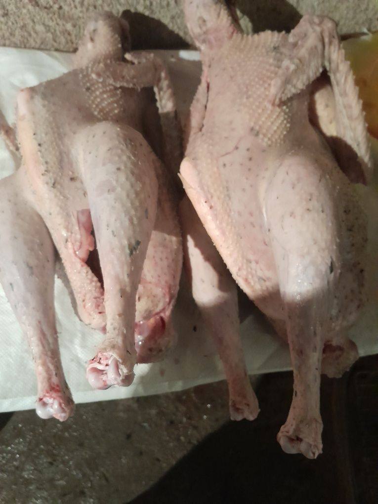 Мясо утки шипуны, индюки
