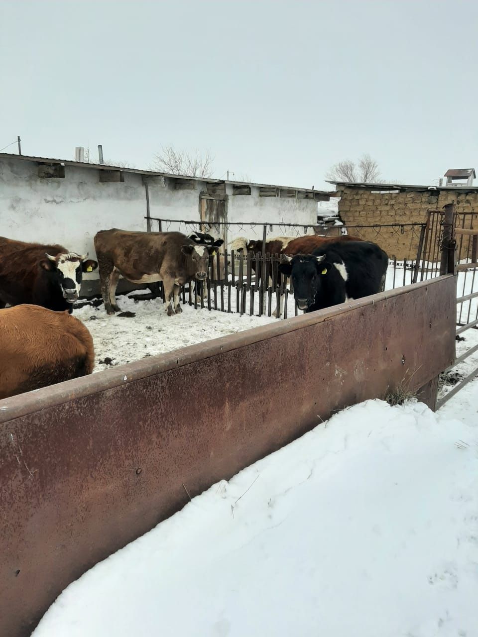 Продам телят, коров, торг при осмотре