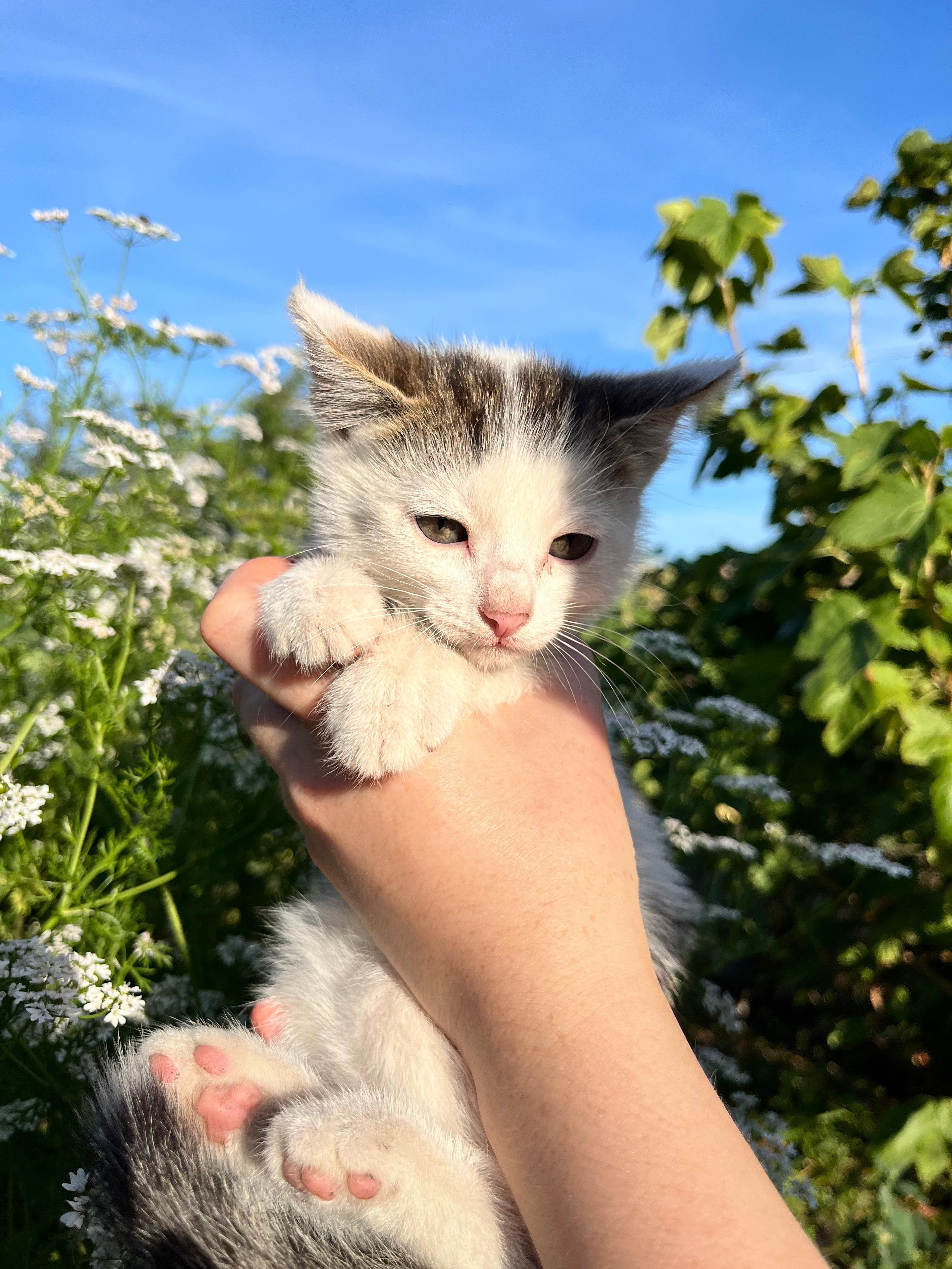Отдам котят. Мама – сиамская кошка
