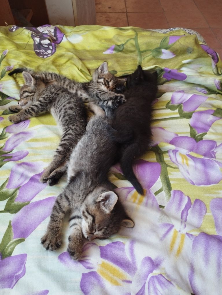Отдам даром котят