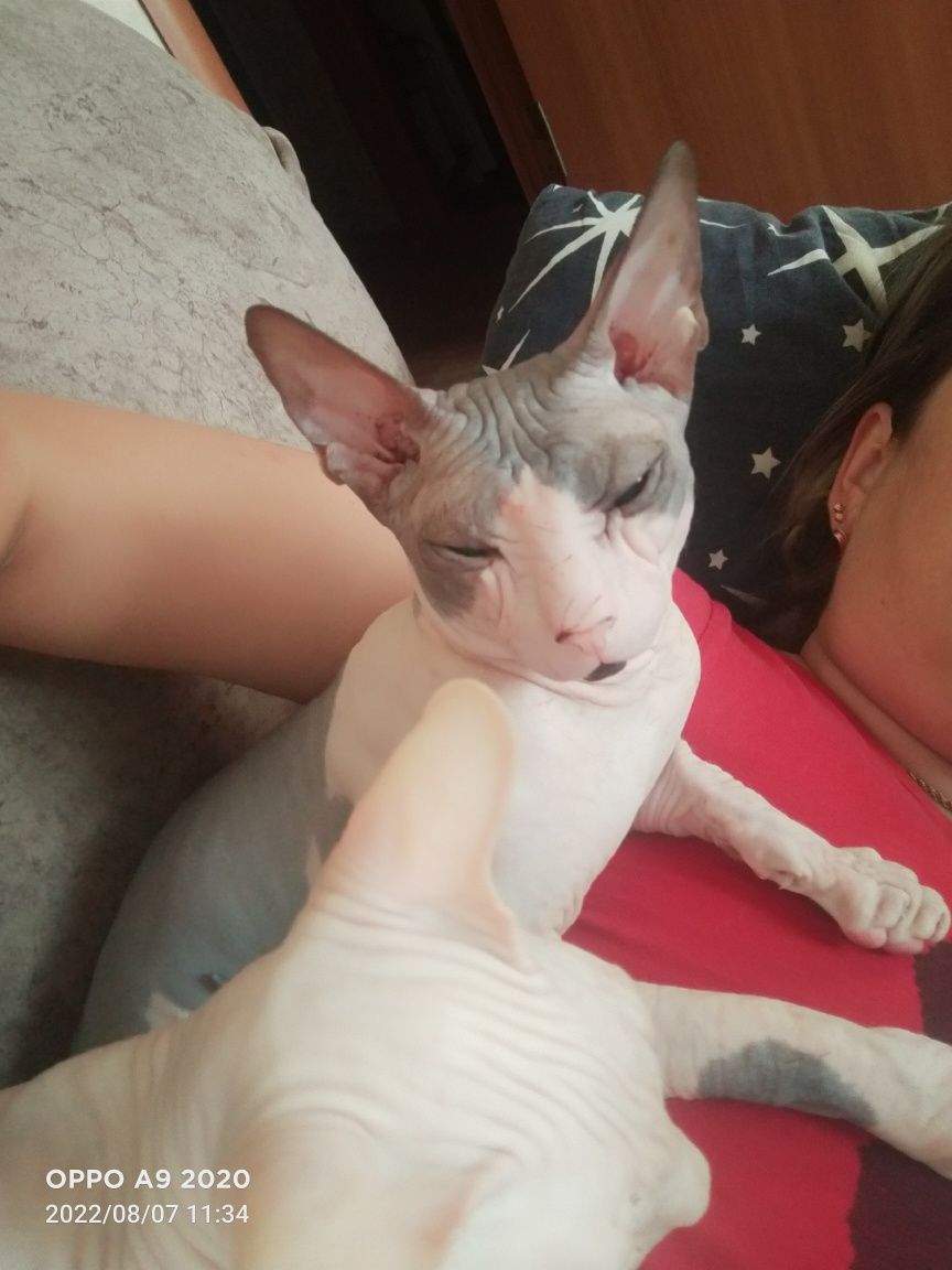 Вязка кота сфинкс