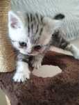 шатланские котята