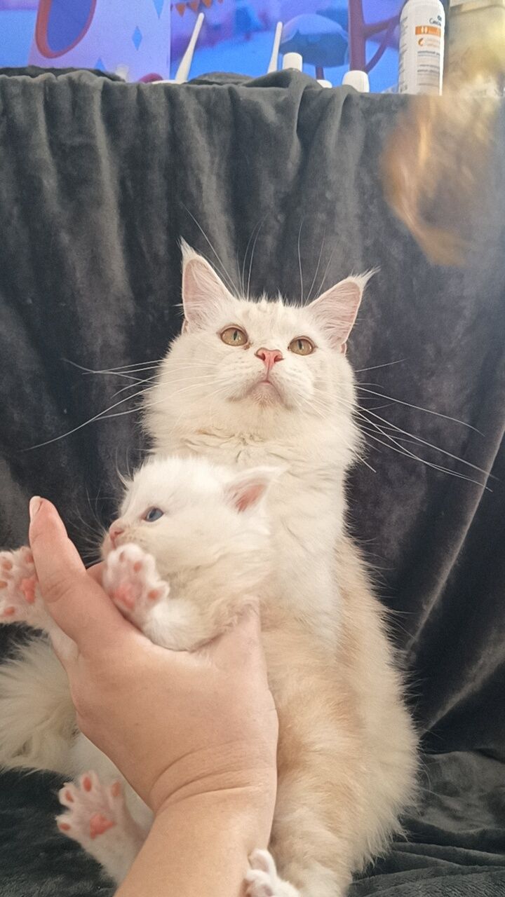 Шикарные котята Мейн Куна в редком окрасе